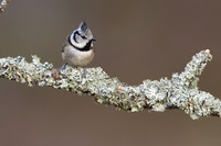 Crested Tit, Loch Morclich, February 2024