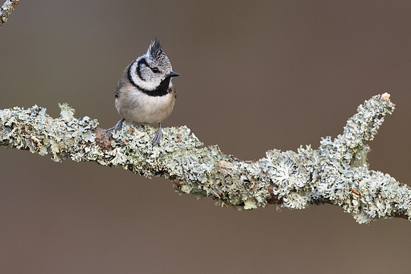Crested Tit, Loch Morclich, February 2024
