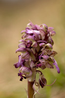 Giant Orchid, Oxfordshire, March 2024.