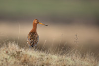 Black-tailed Godwit, River Laxa, May 2022