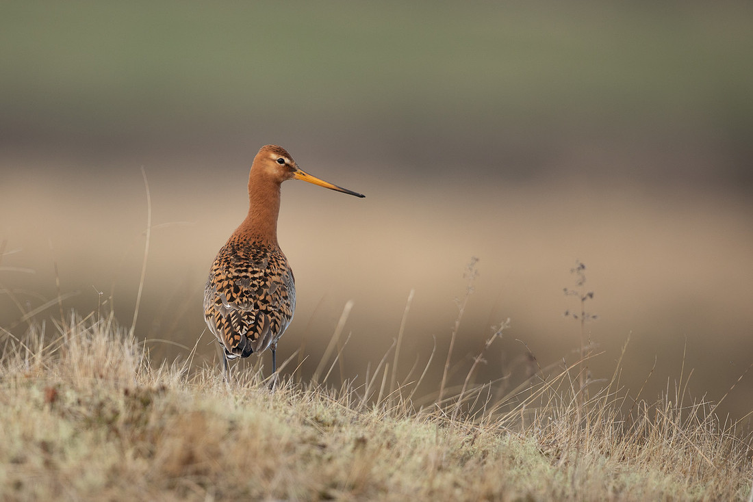 Black-tailed Godwit, River Laxa, May 2022