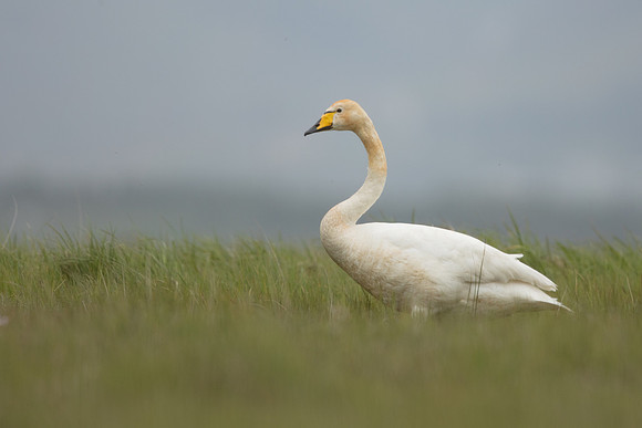 Whooper Swan, Floi, Iceland, June 2022