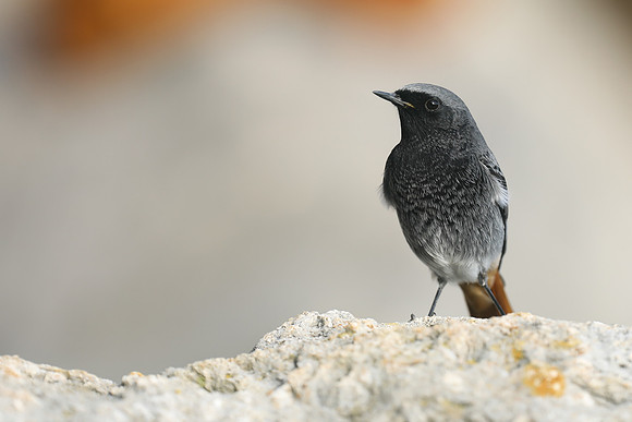 Black Redstart, Seaton, January 2020