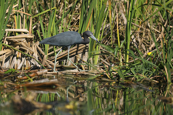 Little Blue Heron , Florida, February 2020