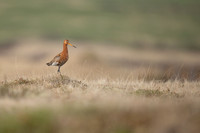 Black-tailed Godwit