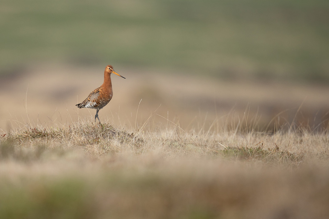 Black-tailed Godwit, River Laxa, May 2022
