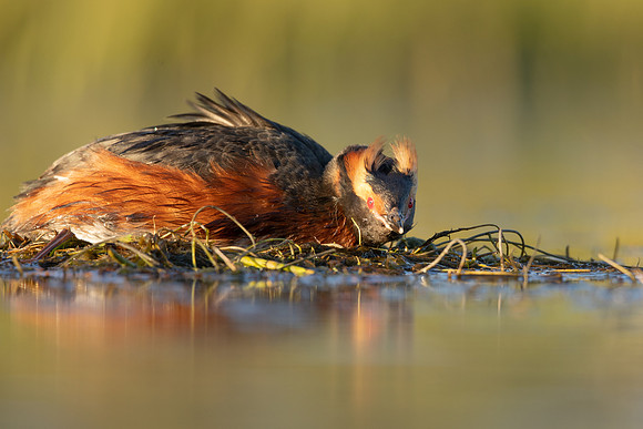 Slavonian Grebe, Iceland, May 2022