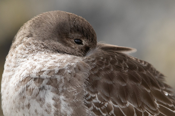 Purple Sandpiper, Portishead, Feb 2022