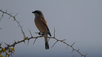 Red-backed Shrike, Cape Greco 2014