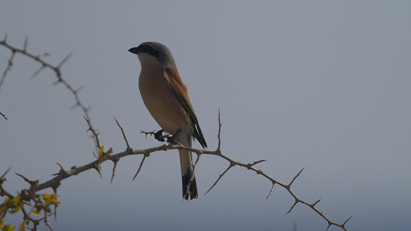 Red-backed Shrike, Cape Greco 2014