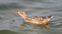 Shoveler,  Farmoor Reservoir, October 2014