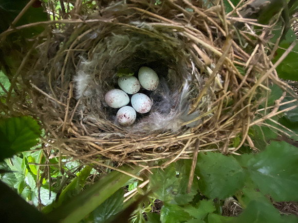 Linnet, Tockington, May 2022