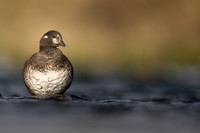 Harlequin Duck,  River Laxa, Iceland, May 2022