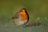 Robin, Tockington, December 2022