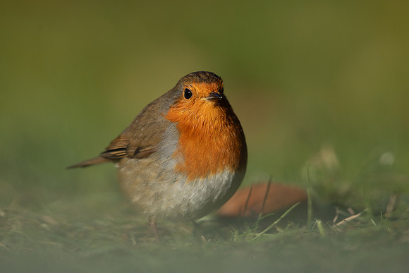 Robin, Tockington, December 2022