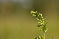 Green-flowered Helleborine, Cotswolds, July 2024