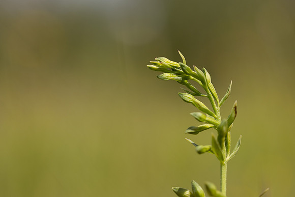 Green-flowered Helleborine, Cotswolds, July 2024