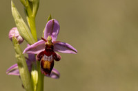 Fly x. Bee Orchid, Selsey Common, May 2024.