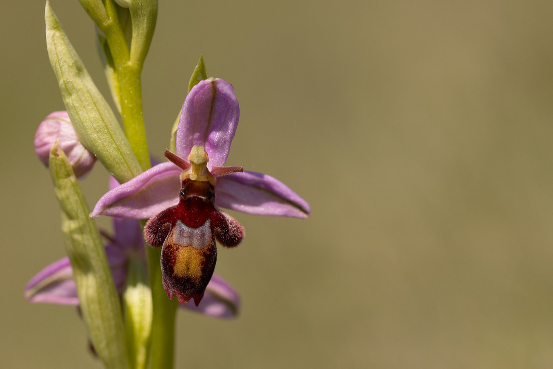 Fly x. Bee Orchid, Selsey Common, May 2024.