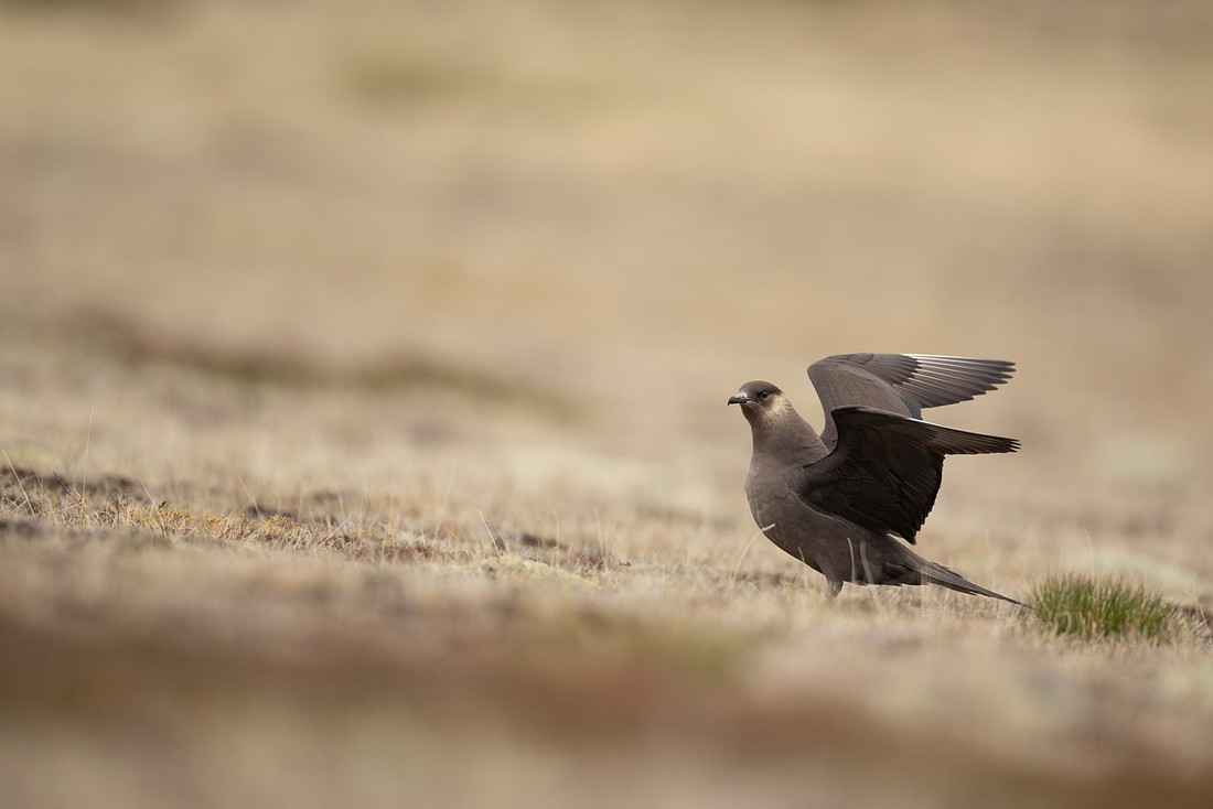 Arctic Skua,Snæfellsnes peninsula, Iceland, June 2022