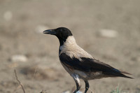 Hooded Crow, Larnaca desalt fields 2014