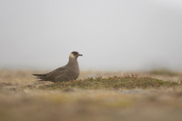 Arctic Skua,Snæfellsnes peninsula, Iceland, June 2022