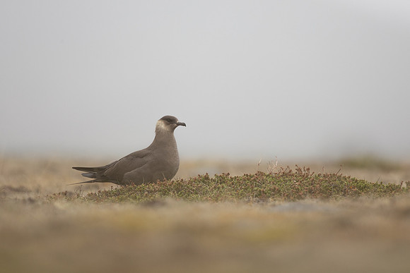 Arctic Skua,Snæfellsnes peninsula, Iceland, June 2022