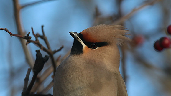 Waxwing, South Shields, Feb 2015