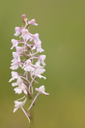 Chalk Fragrant-orchid, Rodbrough Common, June 2024