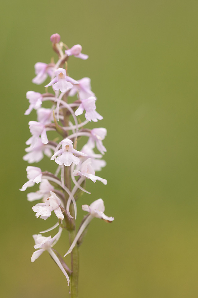 Chalk Fragrant-orchid, Rodbrough Common, June 2024