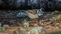 Crested Tit, Loch Garten, Feb 2015