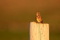 Redwing,Blondous, Iceland, June 2022