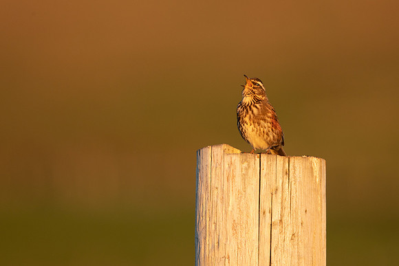 Redwing,Blondous, Iceland, June 2022