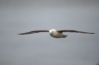 Fulmar, Iceland, June 2022