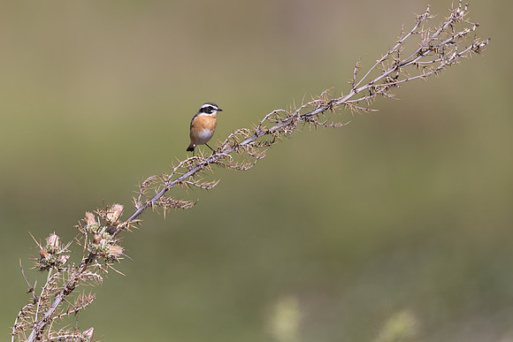 Whinchat, Anarita, Cyprus, April 2025