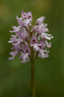 Lady x Monkey Orchid, Hartslock, June 2025