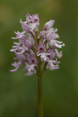 Lady x Monkey Orchid, Hartslock, June 2025