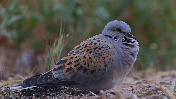 Turtle Dove, Kiti, Cyprus, April 2016
