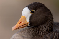 Greater White-Fronted Goose