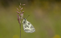 Marble White, Oldbury Power Station, June 2024