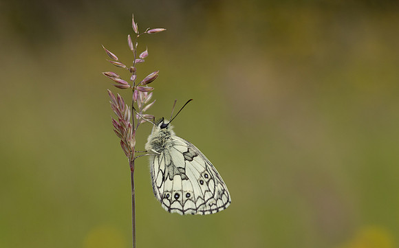 Marble White, Oldbury Power Station, June 2024