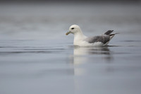 Fulmar, Iceland, June 2022