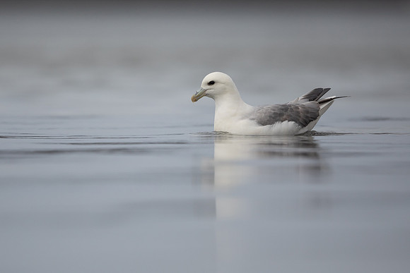 Fulmar, Iceland, June 2022