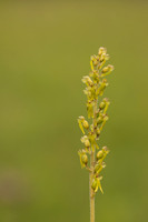 Common Twayblade, Rudge Hill, June 2024