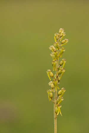 Common Twayblade, Rudge Hill, June 2024