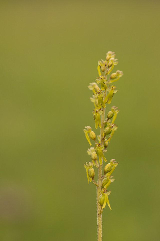 Common Twayblade, Rudge Hill, June 2024