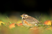 Redwing, Tockington, December 2022
