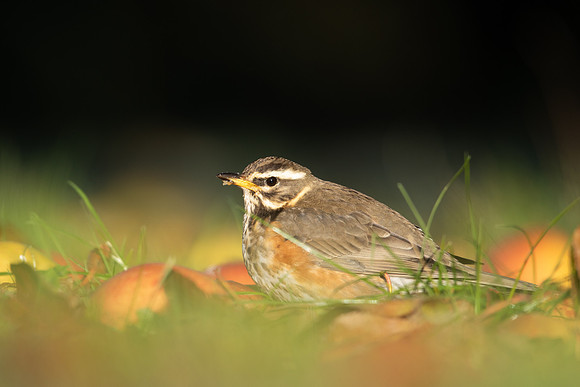 Redwing, Tockington, December 2022