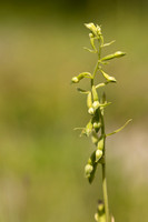 Green-flowered Helleborine, Cotswolds, July 2024