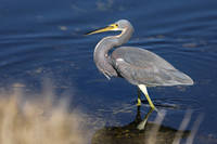 Tri-colured Heron , Florida, February 2020